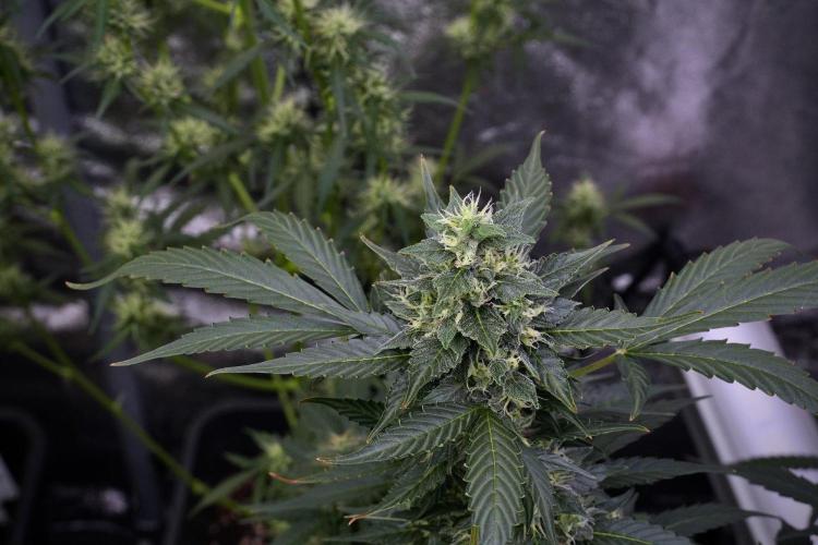 Pheno B Frosted Guava Auto By Zamnesia. Week 9 - Pheno B Frosted Guava Auto
