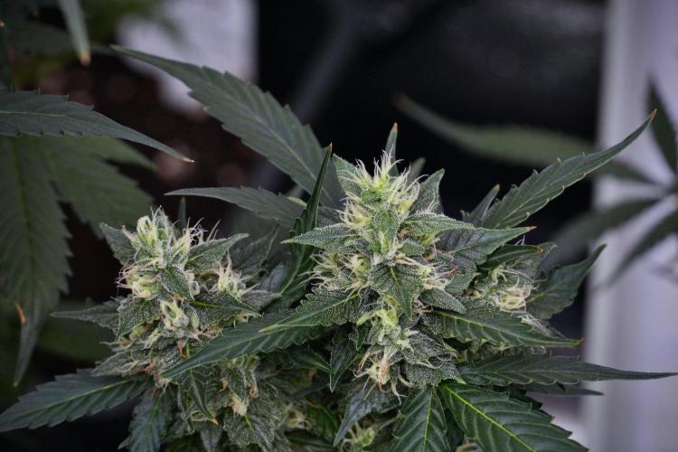 Pheno B Frosted Guava Auto By Zamnesia. Week 9 - Pheno B Frosted Guava Auto