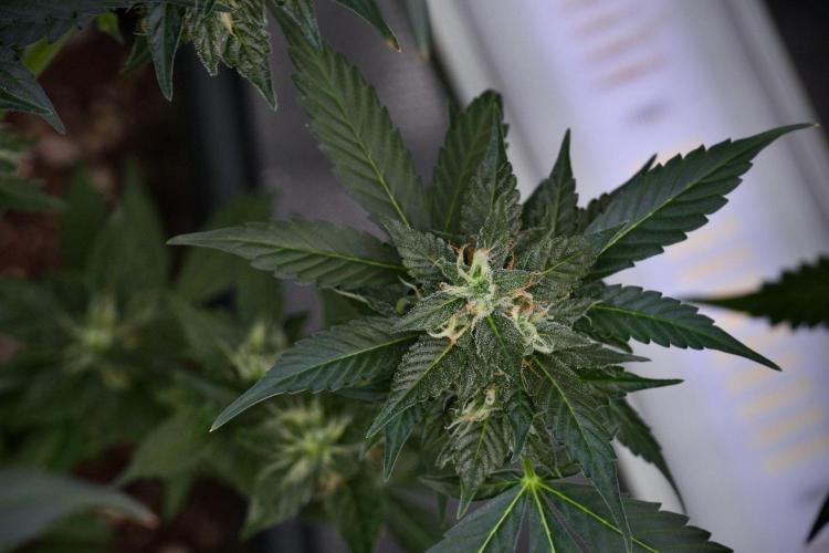 Pheno B Frosted Guava Auto By Zamnesia. Week 9 - Pheno B Frosted Guava Auto