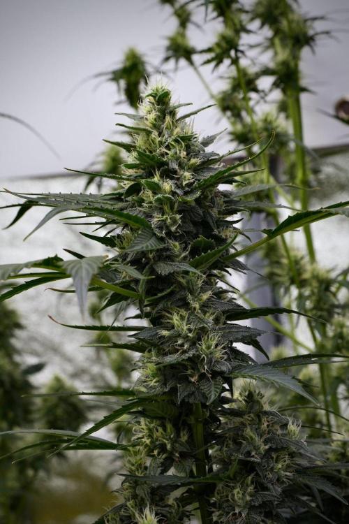 Pheno B Frosted Guava Auto By Zamnesia. Week 9 - Pheno B Frosted Guava Auto