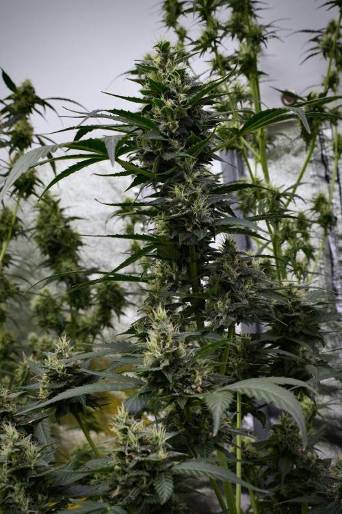 Pheno B Frosted Guava Auto By Zamnesia. Week 9 - Pheno B Frosted Guava Auto