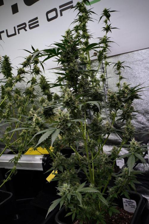 Pheno B Frosted Guava Auto By Zamnesia. Week 9 - Pheno B Frosted Guava Auto