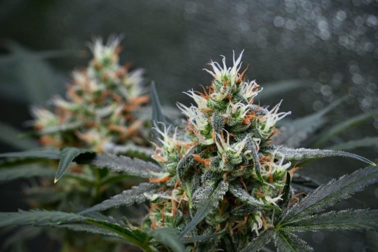Pink Rosay Auto By Zamnesia Pheno A. Week 9 - Pink Rosay Auto Pheno A