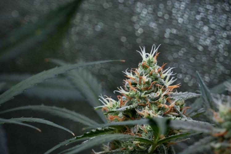 Pink Rosay Auto By Zamnesia Pheno A. Week 9 - Pink Rosay Auto Pheno A