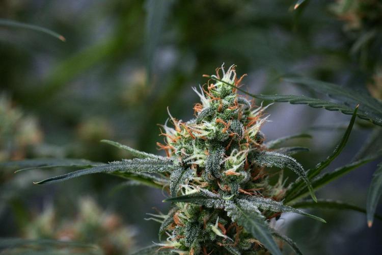 Pink Rosay Auto By Zamnesia Pheno A. Week 9 - Pink Rosay Auto Pheno A