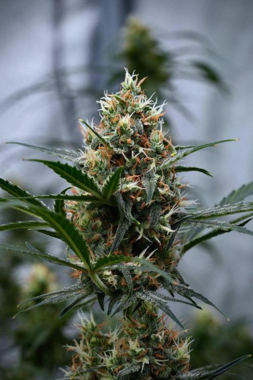 Pink Rosay Auto By Zamnesia Pheno A. Week 9 - Pink Rosay Auto Pheno A