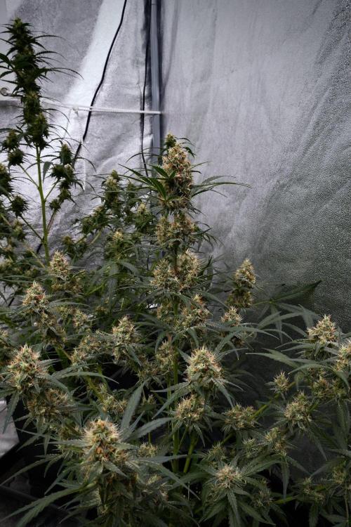 Pink Rosay Auto By Zamnesia Pheno A. Week 9 - Pink Rosay Auto Pheno A