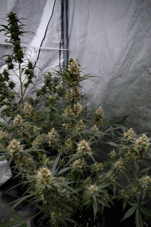Pink Rosay Auto By Zamnesia Pheno A. Week 9 - Pink Rosay Auto Pheno A