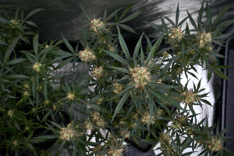 Pink Rosay Auto By Zamnesia Pheno A. Week 9 - Pink Rosay Auto Pheno A