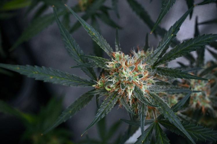 Pink Rosay Auto By Zamnesia Pheno A. Week 9 - Pink Rosay Auto Pheno A