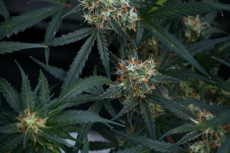 Pink Rosay Auto By Zamnesia Pheno A. Week 9 - Pink Rosay Auto Pheno A