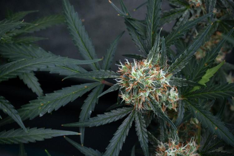 Pink Rosay Auto By Zamnesia Pheno A. Week 9 - Pink Rosay Auto Pheno A