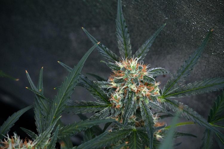 Pink Rosay Auto By Zamnesia Pheno A. Week 9 - Pink Rosay Auto Pheno A