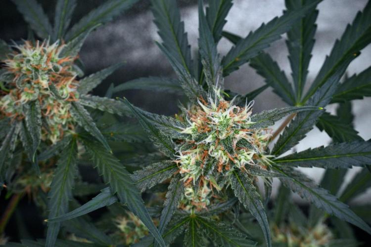 Pink Rosay Auto By Zamnesia Pheno A. Week 9 - Pink Rosay Auto Pheno A