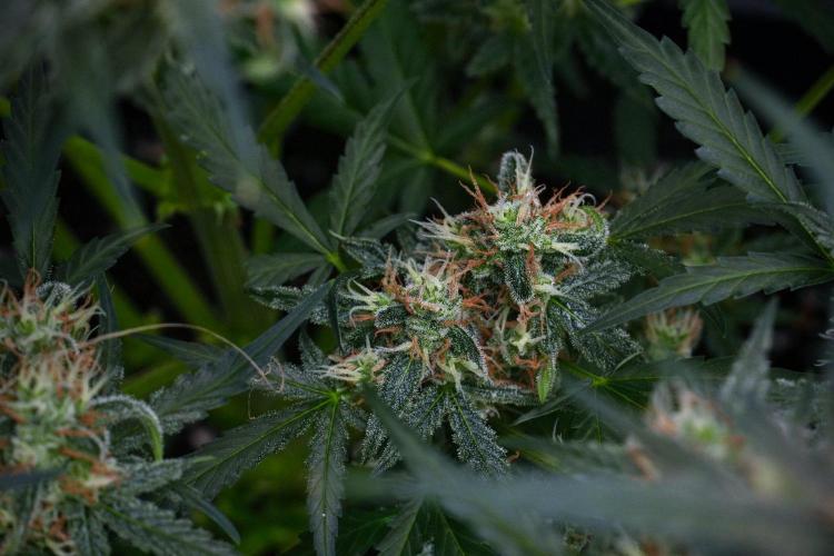 Pink Rosay Auto By Zamnesia Pheno A. Week 9 - Pink Rosay Auto Pheno A