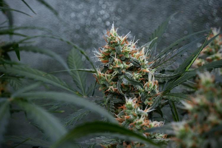 Pink Rosay Auto By Zamnesia Pheno A. Week 9 - Pink Rosay Auto Pheno A
