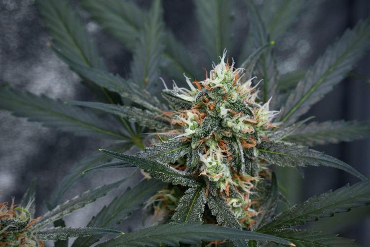 Pink Rosay Auto By Zamnesia Pheno A. Week 9 - Pink Rosay Auto Pheno A