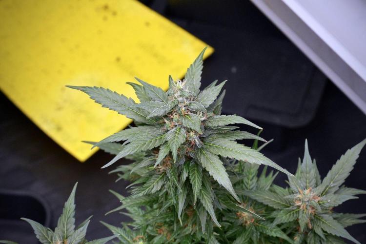 Pheno B Pink Rosay Auto By Zamnesia. Week 9 - Pheno B Pink Rosay Auto 
