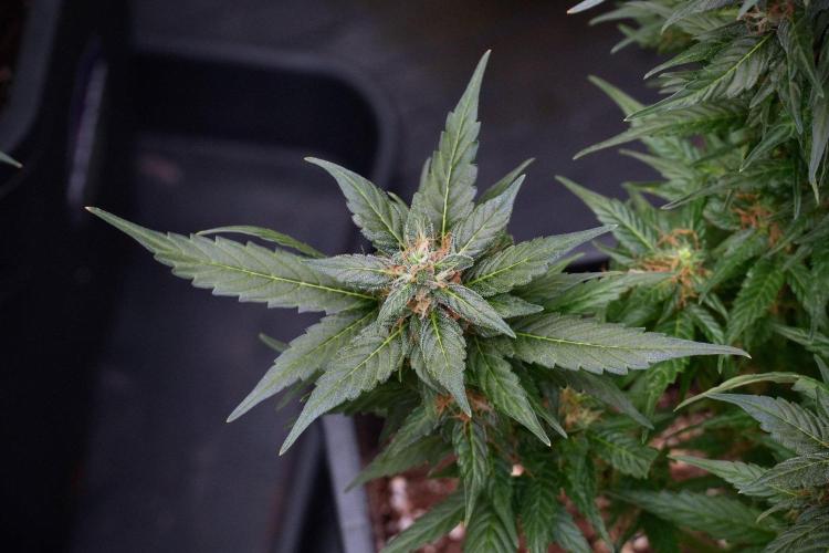 Pheno B Pink Rosay Auto By Zamnesia. Week 9 - Pheno B Pink Rosay Auto 