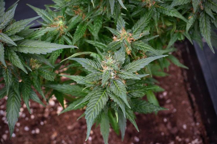 Pheno B Pink Rosay Auto By Zamnesia. Week 9 - Pheno B Pink Rosay Auto 