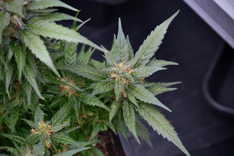 Pheno B Pink Rosay Auto By Zamnesia. Week 9 - Pheno B Pink Rosay Auto 