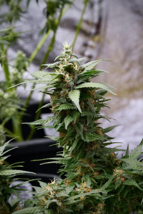 Pheno B Pink Rosay Auto By Zamnesia. Week 9 - Pheno B Pink Rosay Auto 