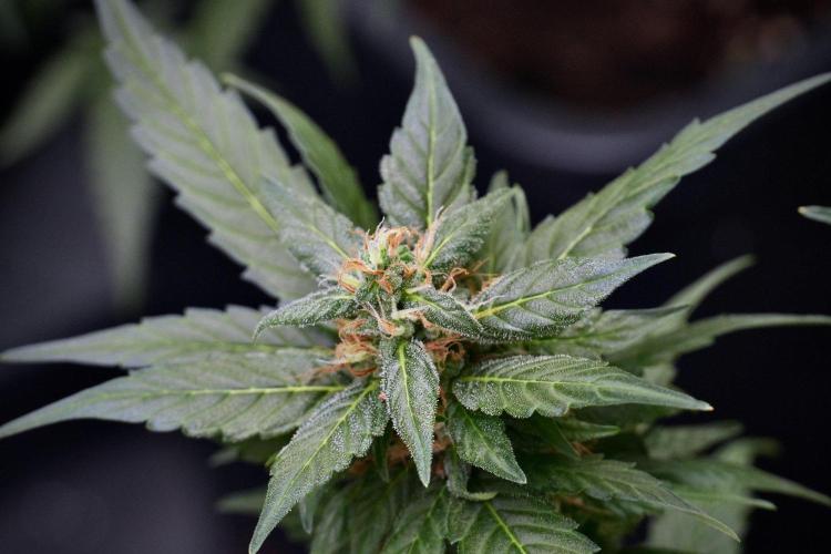 Pheno B Pink Rosay Auto By Zamnesia. Week 9 - Pheno B Pink Rosay Auto 