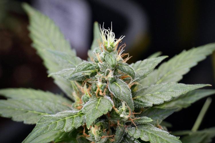 Pheno B Pink Rosay Auto By Zamnesia. Week 9 - Pheno B Pink Rosay Auto 