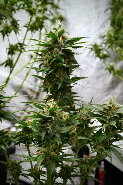 Pheno B Pink Rosay Auto By Zamnesia. Week 9 - Pheno B Pink Rosay Auto 