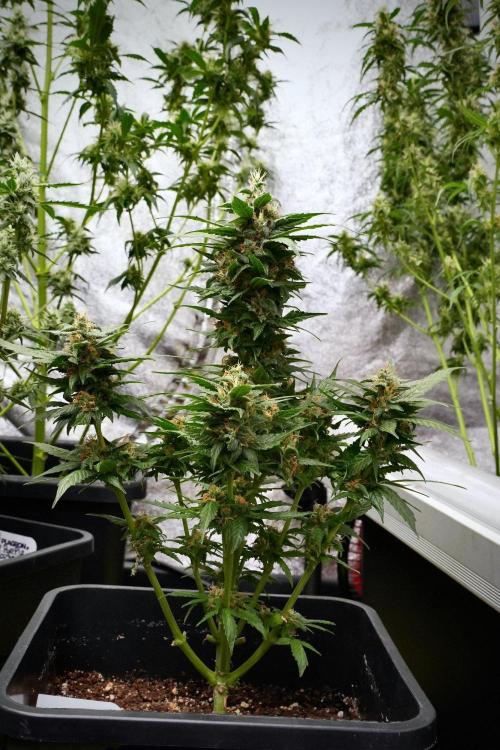 Pheno B Pink Rosay Auto By Zamnesia. Week 9 - Pheno B Pink Rosay Auto 