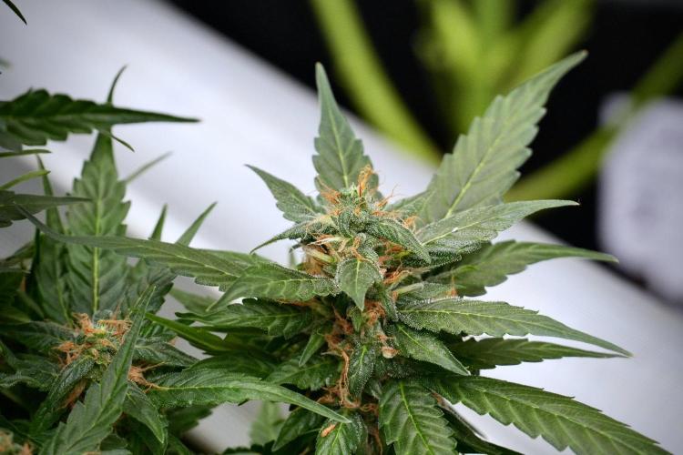 Pheno B Pink Rosay Auto By Zamnesia. Week 9 - Pheno B Pink Rosay Auto 