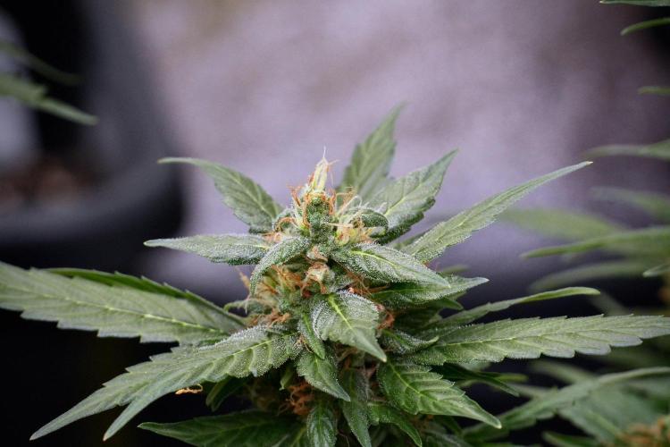 Pheno B Pink Rosay Auto By Zamnesia. Week 9 - Pheno B Pink Rosay Auto 