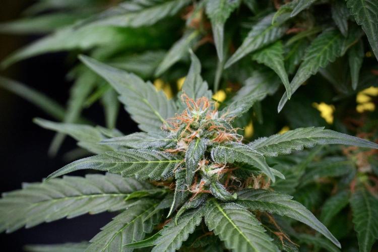 Pheno B Pink Rosay Auto By Zamnesia. Week 9 - Pheno B Pink Rosay Auto 
