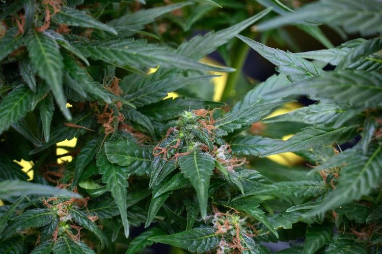 Pheno B Pink Rosay Auto By Zamnesia. Week 9 - Pheno B Pink Rosay Auto 