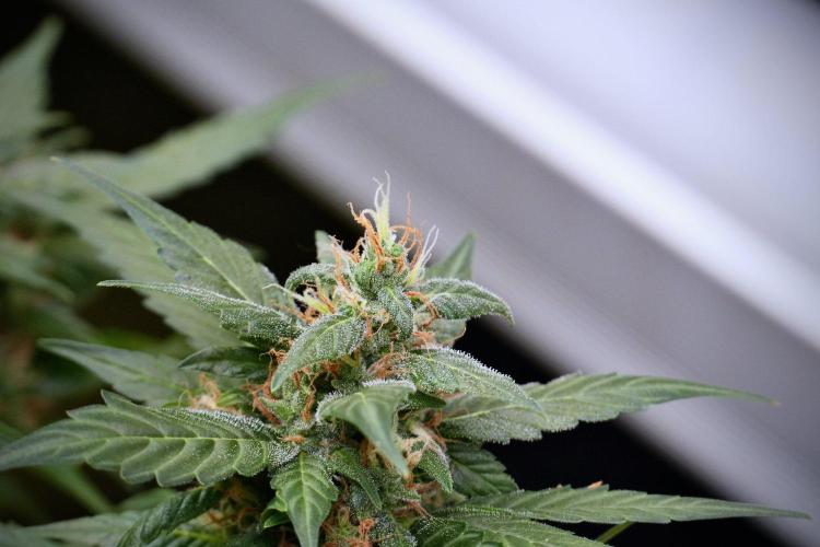 Pheno B Pink Rosay Auto By Zamnesia. Week 9 - Pheno B Pink Rosay Auto 