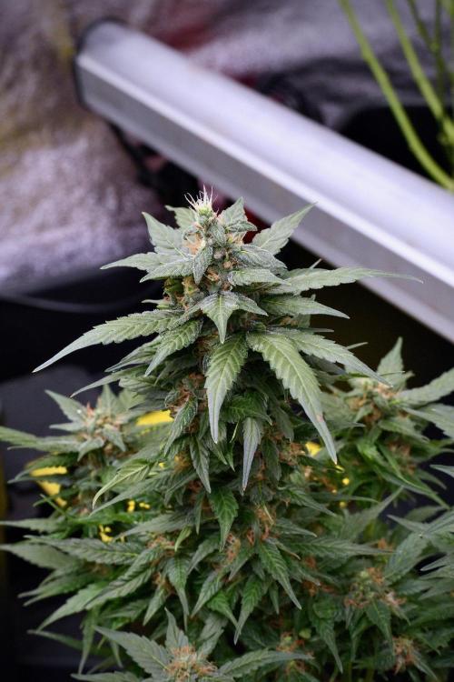 Pheno B Pink Rosay Auto By Zamnesia. Week 9 - Pheno B Pink Rosay Auto 