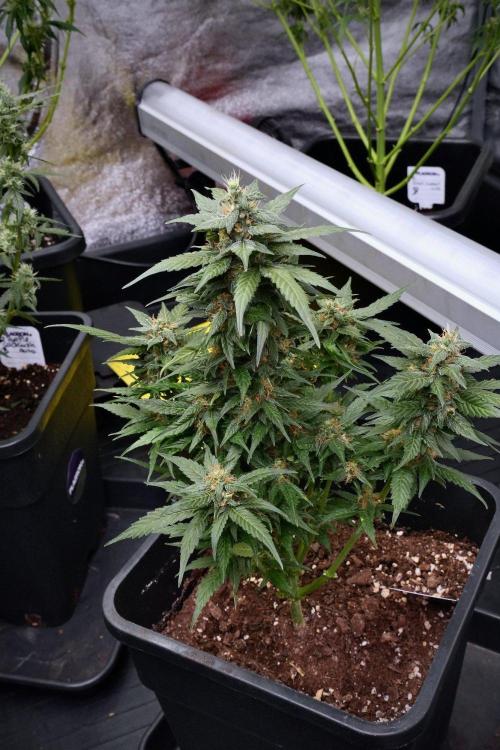 Pheno B Pink Rosay Auto By Zamnesia. Week 9 - Pheno B Pink Rosay Auto 