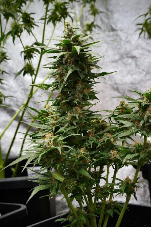 Pheno B Pink Rosay Auto By Zamnesia. Week 9 - Pheno B Pink Rosay Auto 