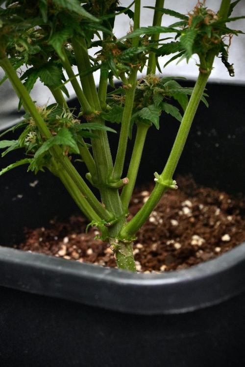 Pheno B Pink Rosay Auto By Zamnesia. Week 9 - Pheno B Pink Rosay Auto 