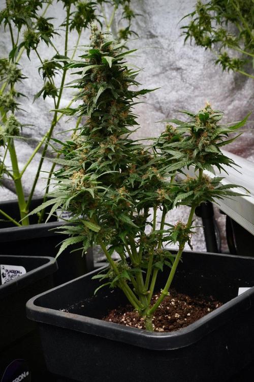 Pheno B Pink Rosay Auto By Zamnesia. Week 9 - Pheno B Pink Rosay Auto 