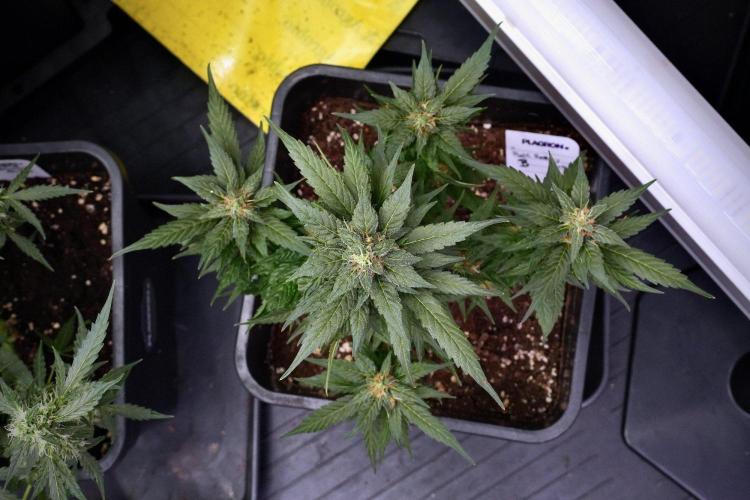 Pheno B Pink Rosay Auto By Zamnesia. Week 9 - Pheno B Pink Rosay Auto 