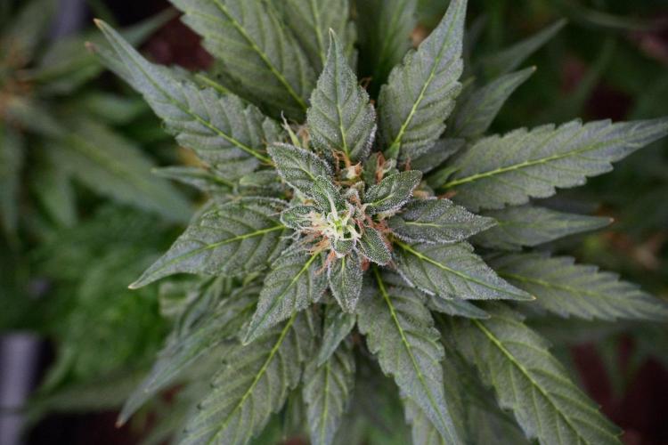 Pheno B Pink Rosay Auto By Zamnesia. Week 9 - Pheno B Pink Rosay Auto 