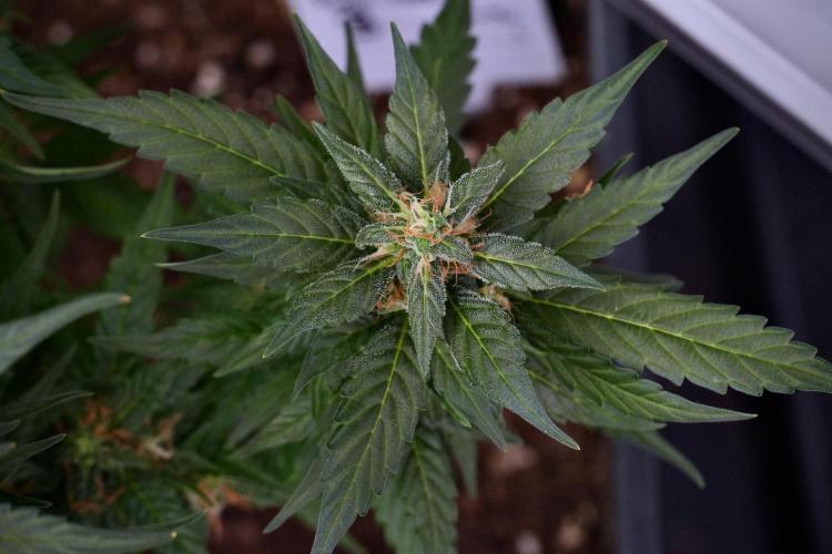 Pheno B Pink Rosay Auto By Zamnesia. Week 9 - Pheno B Pink Rosay Auto 