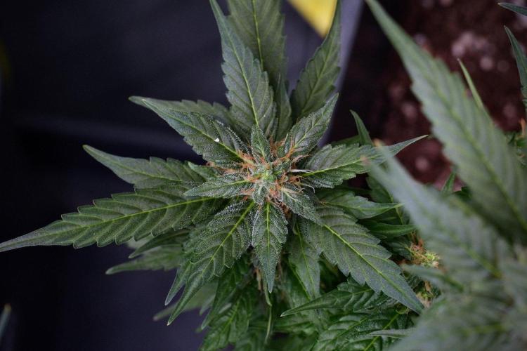 Pheno B Pink Rosay Auto By Zamnesia. Week 9 - Pheno B Pink Rosay Auto 