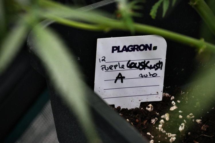 Purple CousKush Auto By Zamnesia Pheno A. Week 9 - Purple CousKush Auto Pheno A