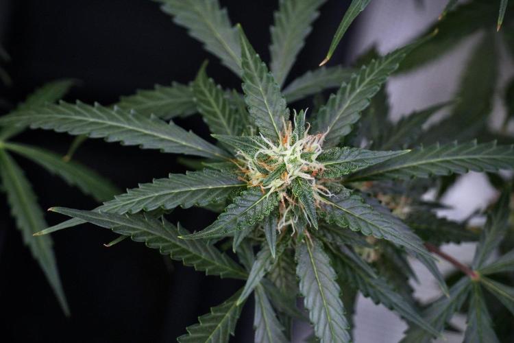 Purple CousKush Auto By Zamnesia Pheno A. Week 9 - Purple CousKush Auto Pheno A