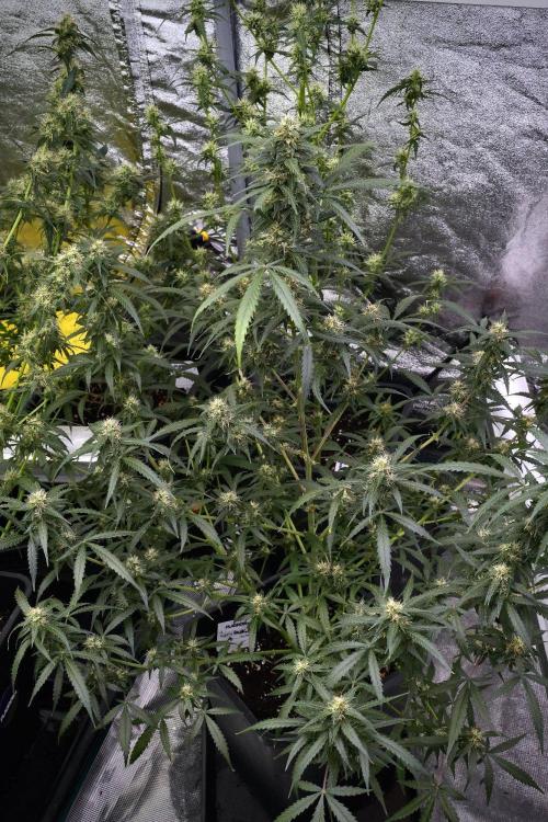 Purple CousKush Auto By Zamnesia Pheno A. Week 9 - Purple CousKush Auto Pheno A