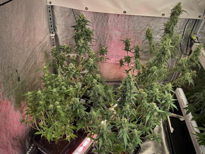 Purple CousKush Auto By Zamnesia Pheno A. Week 9 - room and vibes 