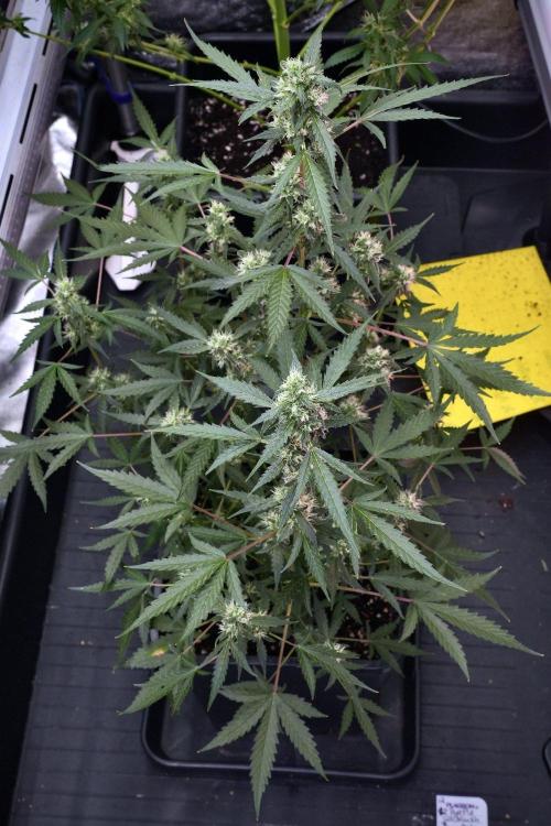 Pheno B Purple CousKush Auto By Zamnesia. Week 9 - Pheno B Purple CousKush Auto