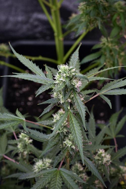 Pheno B Purple CousKush Auto By Zamnesia. Week 9 - Pheno B Purple CousKush Auto